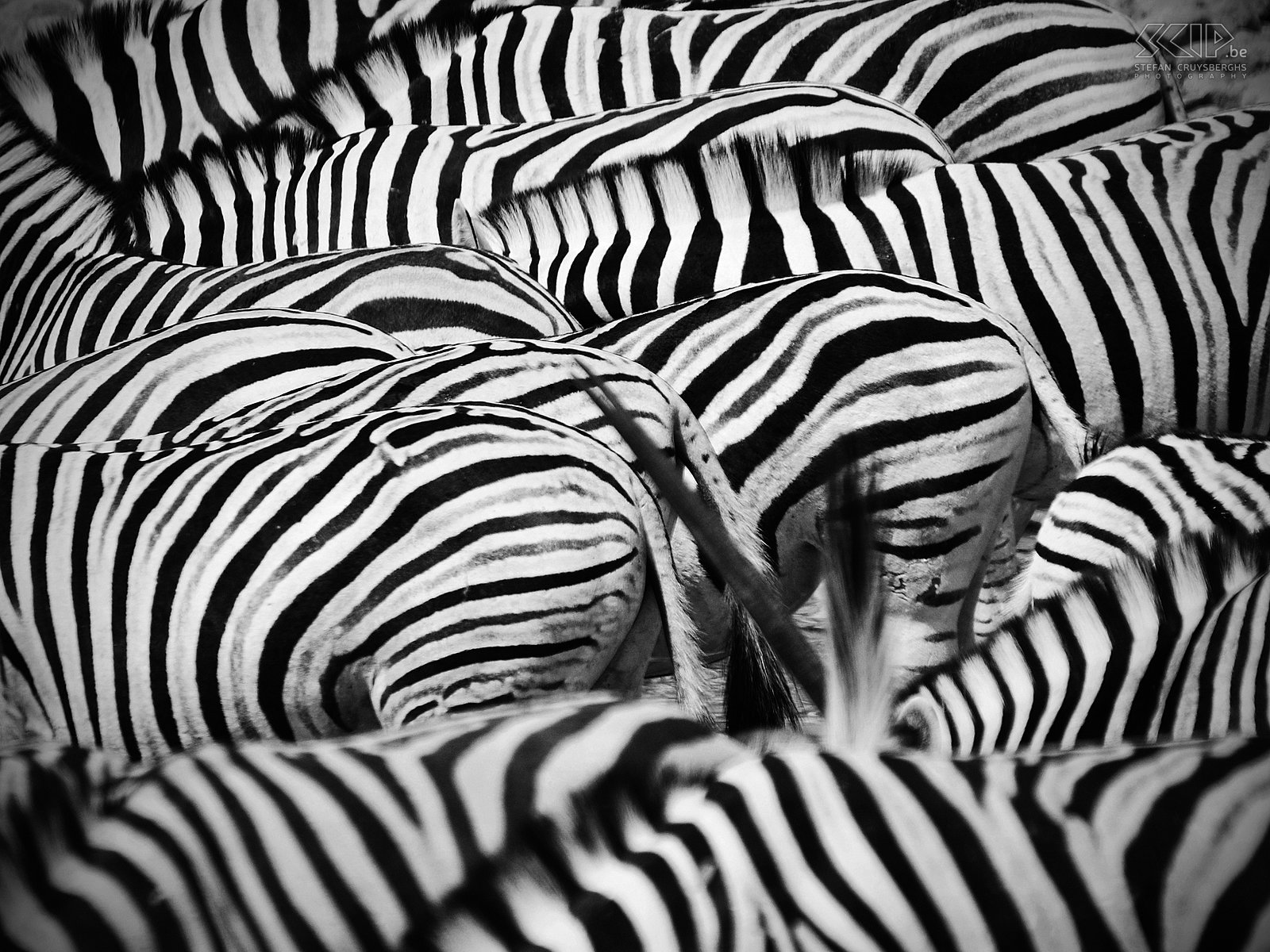 Etosha - Okaukuejo - Zebra's  Stefan Cruysberghs